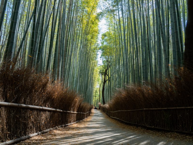 อาราชิยาม่า arashiyama