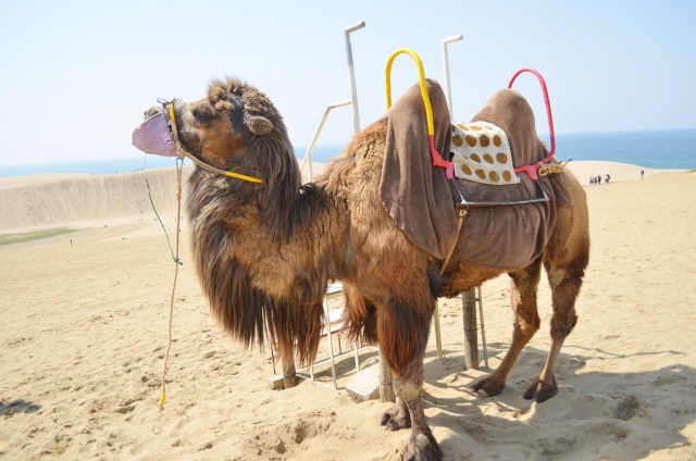 Tottori Sand Dune Camel